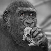 Buy canvas prints of Gorilla Eating A Salad by rawshutterbug 