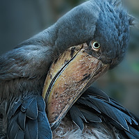 Buy canvas prints of Shoebill Cleaning It's Feathers by rawshutterbug 