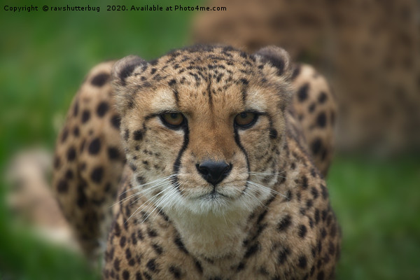 Cheetah Stare Picture Board by rawshutterbug 
