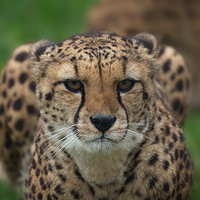Buy canvas prints of Cheetah Stare by rawshutterbug 