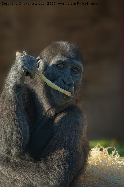 Beautiful Baby Gorilla Shufai Picture Board by rawshutterbug 