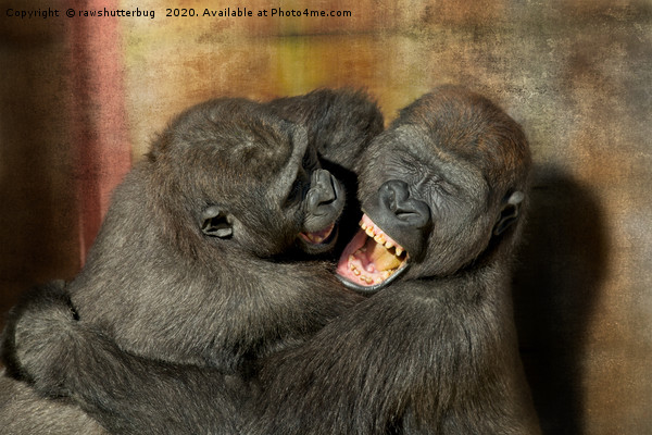 Gorilla Brothers Wrestling Match Picture Board by rawshutterbug 