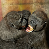 Buy canvas prints of Gorilla Brothers Wrestling Match by rawshutterbug 