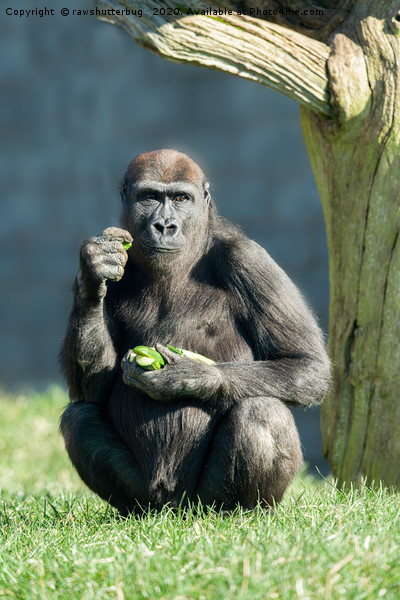 Gorilla Lope Snack Time Picture Board by rawshutterbug 