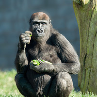 Buy canvas prints of Gorilla Lope Snack Time by rawshutterbug 