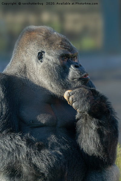 Handsome Silverback Picture Board by rawshutterbug 