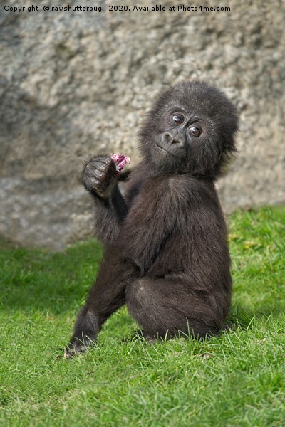 Cute Baby Gorilla Picture Board by rawshutterbug 