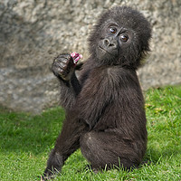 Buy canvas prints of Cute Baby Gorilla by rawshutterbug 