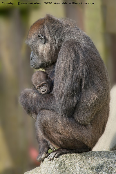 Gorilla Mother And Her Baby Picture Board by rawshutterbug 