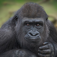 Buy canvas prints of Gorilla Youngster by rawshutterbug 