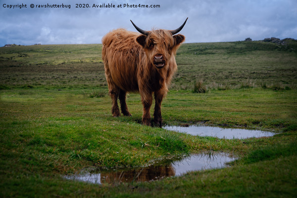 Highland Cow By The Water Puddle Picture Board by rawshutterbug 