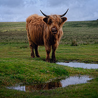 Buy canvas prints of Highland Cow By The Water Puddle by rawshutterbug 