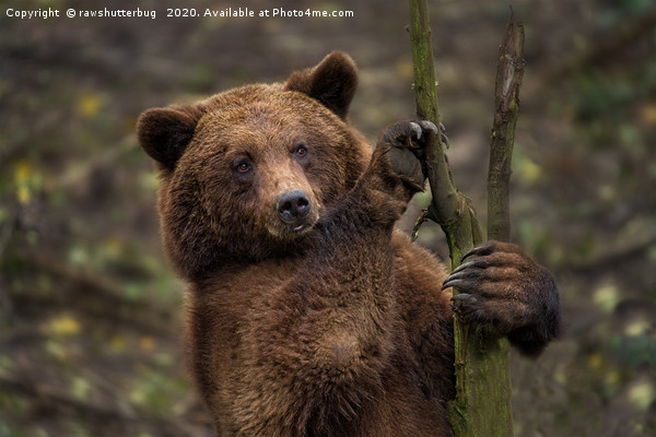 Brown Bear All Paws And Claws Picture Board by rawshutterbug 