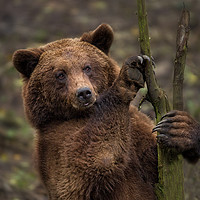 Buy canvas prints of Brown Bear All Paws And Claws by rawshutterbug 