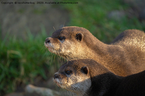 Otter Pair Picture Board by rawshutterbug 