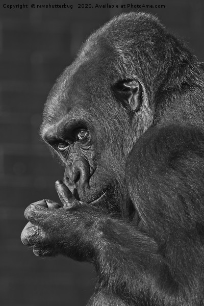 Gorilla Asante Mono Picture Board by rawshutterbug 