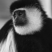 Buy canvas prints of Black-And-White Colobus Monkey by rawshutterbug 