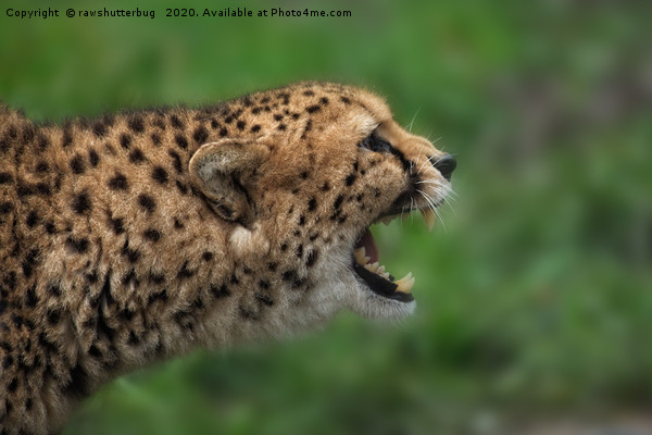 Cheetah Call Picture Board by rawshutterbug 