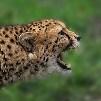 Buy canvas prints of Cheetah Call by rawshutterbug 