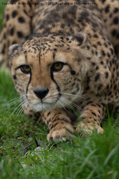 Stalking Cheetah Picture Board by rawshutterbug 