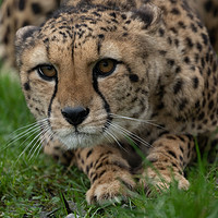 Buy canvas prints of Stalking Cheetah by rawshutterbug 