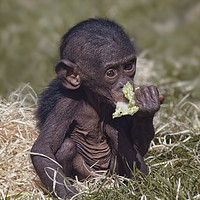 Buy canvas prints of Baby Bonobo by rawshutterbug 