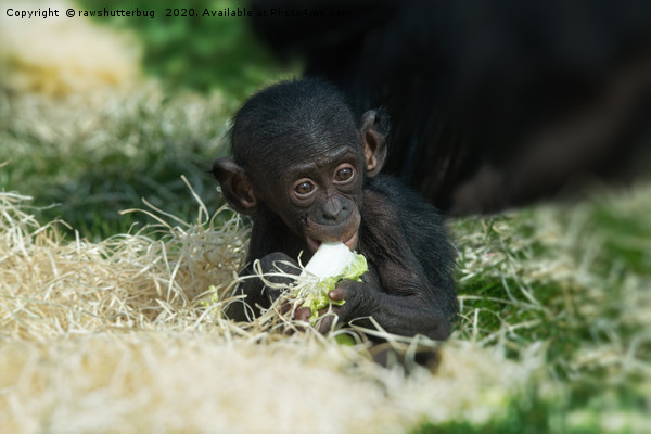 Lola The Bonobo Baby Picture Board by rawshutterbug 