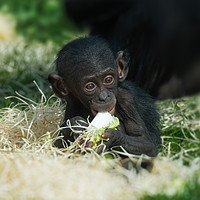 Buy canvas prints of Lola The Bonobo Baby by rawshutterbug 
