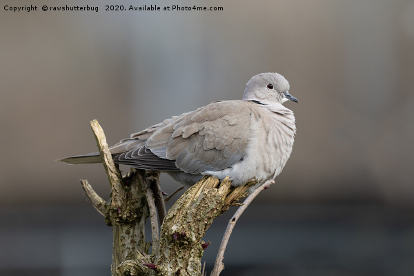 Red-Eyed Dove Picture Board by rawshutterbug 