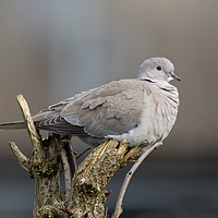 Buy canvas prints of Red-Eyed Dove by rawshutterbug 