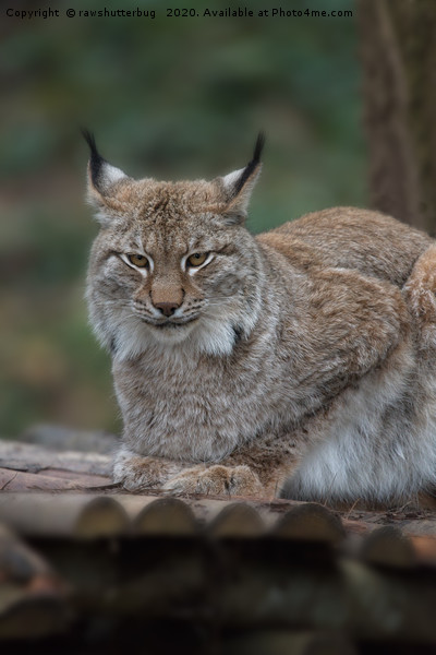 Lynx Looking At You Picture Board by rawshutterbug 