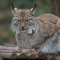 Buy canvas prints of Lynx Looking At You by rawshutterbug 