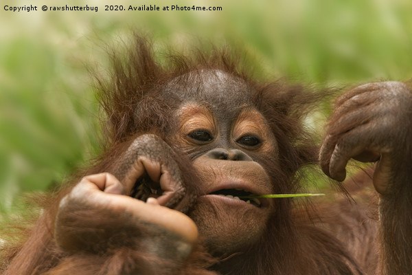 Orangutan Baby Picture Board by rawshutterbug 
