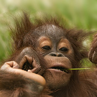 Buy canvas prints of Orangutan Baby by rawshutterbug 