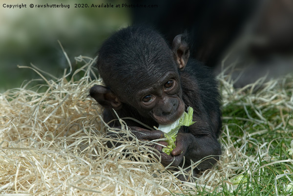 Cheeky Bonobo Baby Picture Board by rawshutterbug 