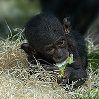 Buy canvas prints of Cheeky Bonobo Baby by rawshutterbug 