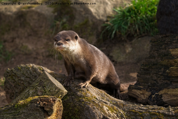 Otter On The Look Out  Picture Board by rawshutterbug 