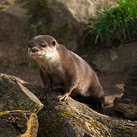 Buy canvas prints of Otter On The Look Out  by rawshutterbug 