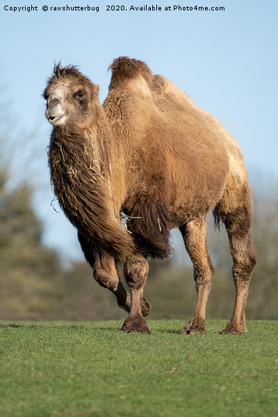 Camel In A Rush Picture Board by rawshutterbug 
