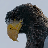 Buy canvas prints of Steller's Sea Eagle by rawshutterbug 