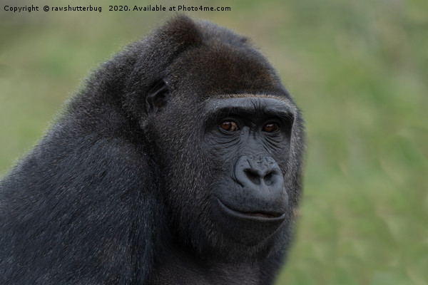 Gorilla Portrait Picture Board by rawshutterbug 
