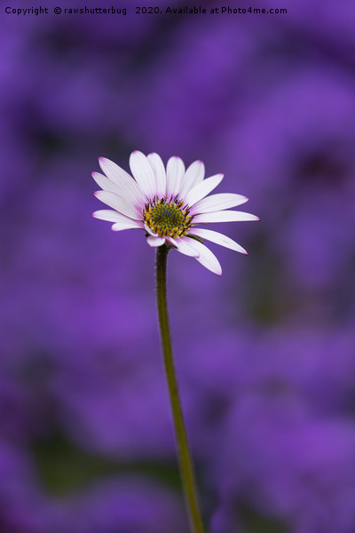 African Daisy Picture Board by rawshutterbug 