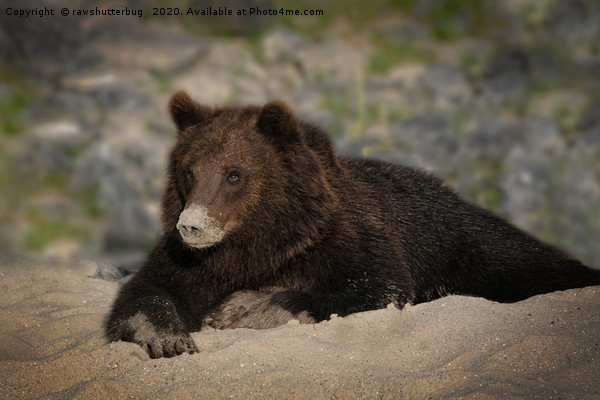Grizzly Bear With A Sandy Nose Picture Board by rawshutterbug 