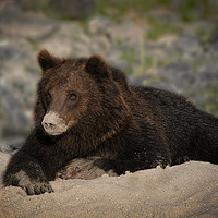 Buy canvas prints of Grizzly Bear With A Sandy Nose by rawshutterbug 