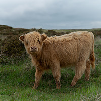 Buy canvas prints of Baby Highland Cow by rawshutterbug 