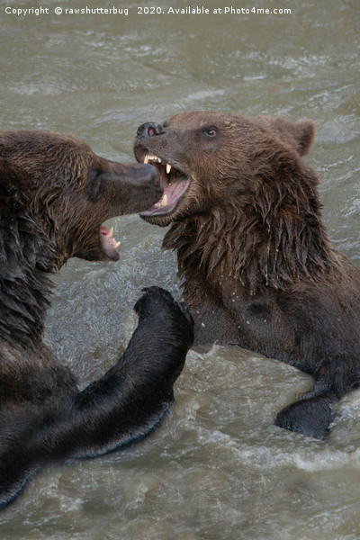Ferocious Grizzly Bear Battle Picture Board by rawshutterbug 
