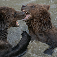 Buy canvas prints of Ferocious Grizzly Bear Battle by rawshutterbug 