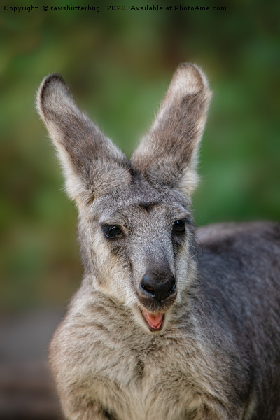 Happy Looking Kangaroo Picture Board by rawshutterbug 