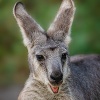 Buy canvas prints of Happy Looking Kangaroo by rawshutterbug 