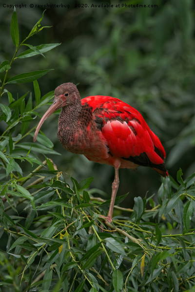 Scarlet ibis Picture Board by rawshutterbug 